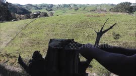 Apex predator surprises woodchopper
