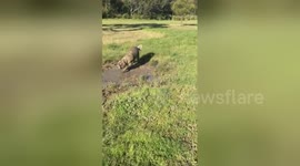 This dog loves mud, maybe a bit too much