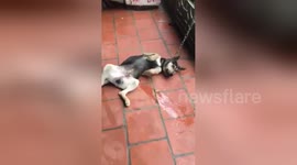 Dog has a wee while laying on the floor