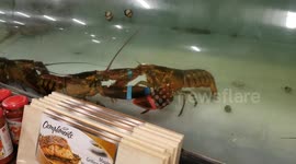 Nova Scotia Lobster fight!