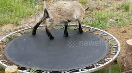 Goats first time on trampoline