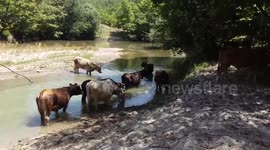 More than 20 Cows visit us to the river part 1