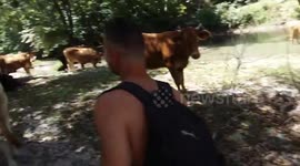 More tha  20 Cows visit us on the river part 2