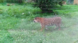 Flamingo land Tigers