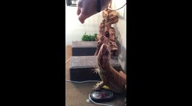 My bearded dragon eating a roach in slow motion