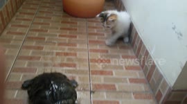 Kitten meets turtle for the first time