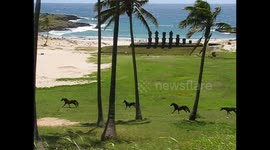 Herd of wild horses running on the beach in Easter Island
