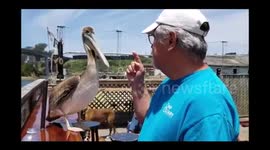 Hungry pelican snaps at man trying to eat in peace