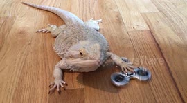 Newsflare Edit - Just a lizard looking very cool with a fidget spinner