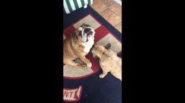Bulldogs relaxing
