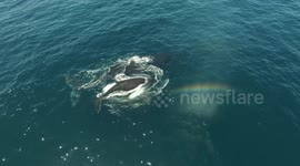 Mother and baby humpback whales