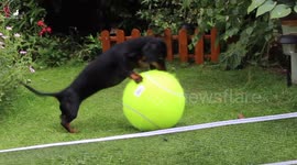 Sausage dog plays with giant tennis ball to mark Wimbledon 2017