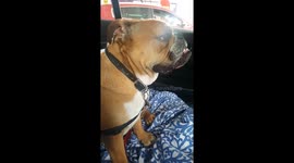 Bulldog loves being in the Car