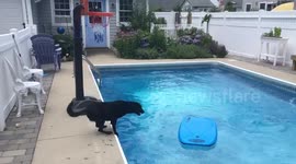 Surfer Dog compilation