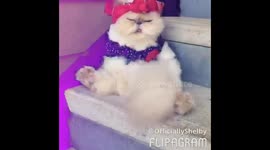 July 4th cat