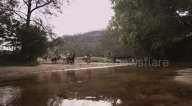 Horse Stampede Running Through River