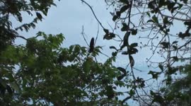 Biggest spider in the world on Komodo island