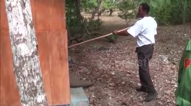 Komodo dragon in public toilet