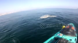 Pez Luna o Mola  Mola - Antofagasta