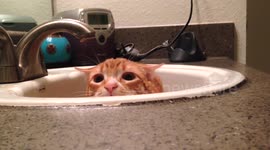 Cat is terrifyed by owner's hand movements