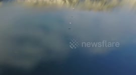 White-tailed Eagles hunt and kill two ducks in Norwegian fjord