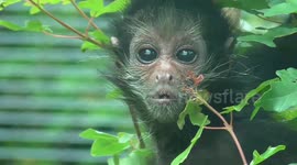 Baby spider monkey 'panics' in his enclosure