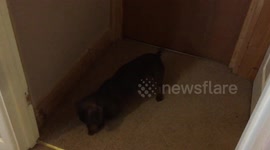 Sausage Dog's Reaction After His Bath