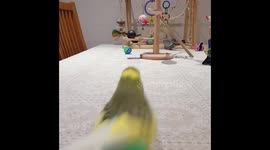 Frankie the budgie has incredible football skills