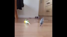 Frankie the budgie plays football