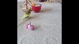 Frankie the budgie loves playing with his cat balls