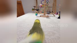Newsflare Edit - Frankie the budgie has incredible football skills