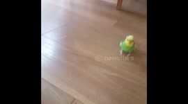 Frankie the budgie has incredible football skills!!