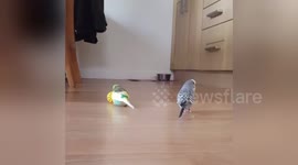 Newsflare Edit - Frankie the budgie plays football