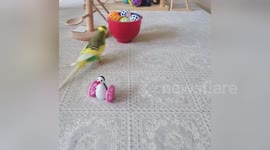 Newsflare Edit - Frankie the budgie loves playing with his cat balls