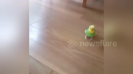 Newsflare Edit - Frankie the budgie has incredible football skills!!