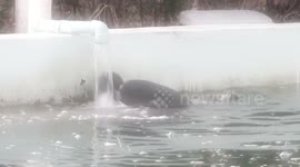 Rescued manatee enjoys a