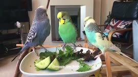 Reggie, Buster and Oscar the budgies enjoy their vegetable dinner