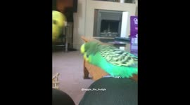 Reggie the budgie kisses girlfriend