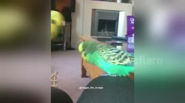 Newsflare Edit - Reggie the budgie kisses girlfriend Lola