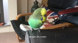 Reggie the budgie working from home