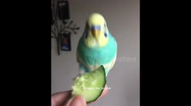 Buster the budgie having a party with his cucumber