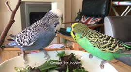 Reggie and Oscar the budgie perform lady and the tramp scene