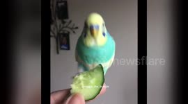 Newsflare Edit - Buster the budgie having a party with his cucumber