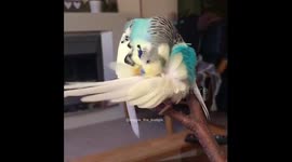 Buster the budgie preening in slow motion