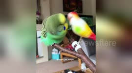 Reggie the budgie kissing his branch girlfriend