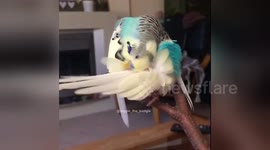 Newsflare Edit - Buster the budgie preening in slow motion