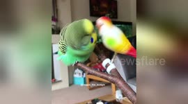 Newsflare Edit - Reggie the budgie kissing his branch girlfriend