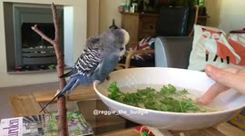 Oscar the English budgie enjoying a bath