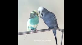Two budgies having a chat