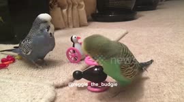 budgie threesome, things get awkward